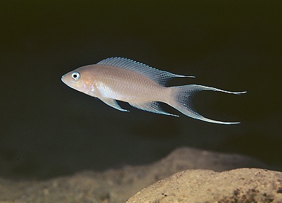 Neolamprologus gracilis 'Kapampa'